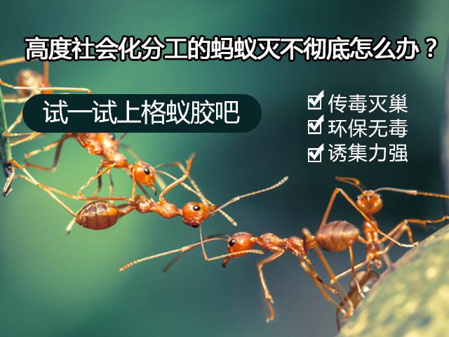 上海专业控虫服务哪家好?-承诺守信